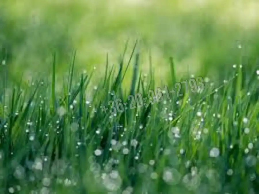 eladó nyaraló, Abony