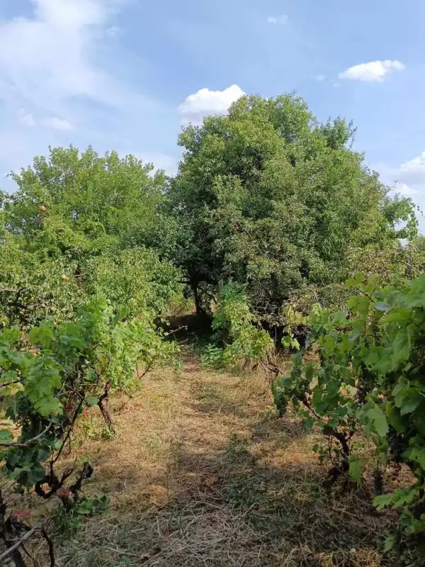 Eladó Szántó, Zsámbék 2161 m² 21.9 M Ft