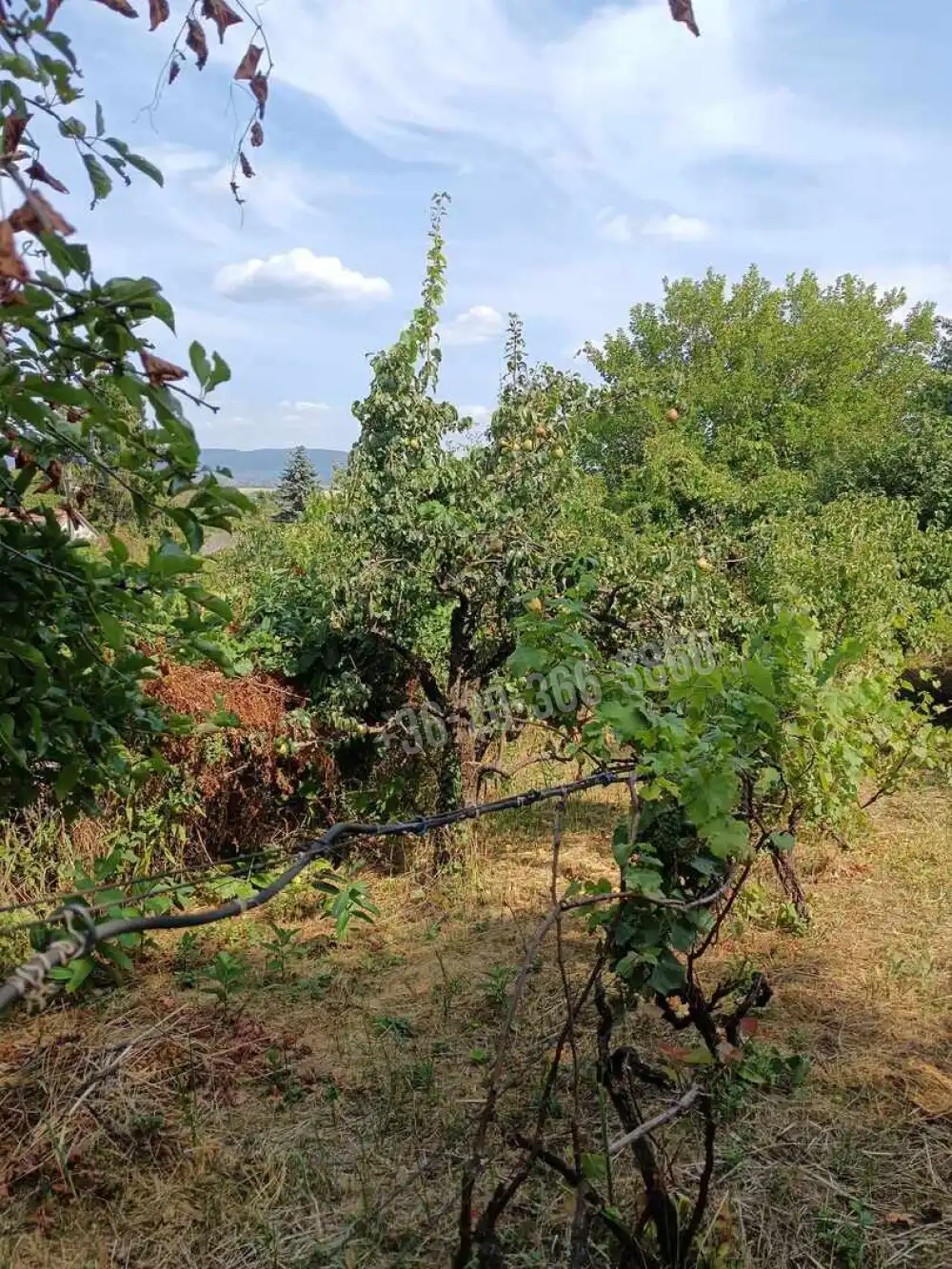 Pest megye - Zsámbék